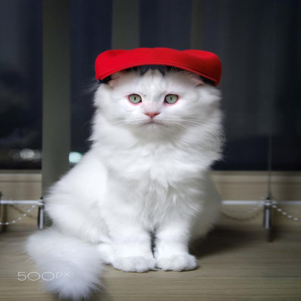  cat Wearing red cap snd blue googlr, best quality, sharp focus, natural lighting, shadow, (((photorealistic))), octane render, HDR, 8k, high contrast , Canon EOS R3, nikon, f/1.4, ISO 200, 1/160s, 8K, RAW, unedited, symmetrical balance, in frame, 8K hyperrealistic, full body, detailed clothing, highly detailed, cinematic lighting, stunningly beautiful, intricate, sharp focus, f/1. 8, 85mm, (centered image composition), (professionally color graded), ((bright soft diffused light)), volumetric fog, trending on instagram, trending on tumblr, HDR 4K, 8K