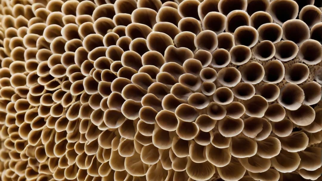  Imagine a close-up, detailed image of a mushroom specimen under the lens of a microscope. Capture the intricate patterns, textures, and colors of the mushroom's cap, gills, and stem at a magnified level. Show the organic and delicate structure of the mushroom as it is examined and analyzed at a microscopic scale. hyperrealistic, full body, detailed clothing, highly detailed, cinematic lighting, stunningly beautiful, intricate, sharp focus, f/1. 8, 85mm, (centered image composition), (professionally color graded), ((bright soft diffused light)), volumetric fog, trending on instagram, trending on tumblr, HDR 4K, 8K