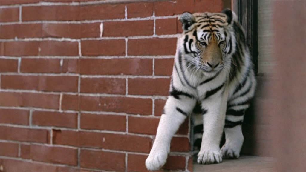  A glass tiger scratching onto a brick wall