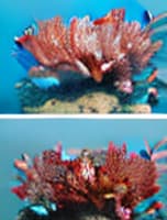  masterpiece, best quality, Most Beautiful in deep sea teeming with vibrant corals, diverse marine life, and enchanting underwater landscapes, full of corals, acrophore, small fishes, anemones, dolphin, various algaes, caves, colorful,all captured in stunning 8k resolution with intricate details.