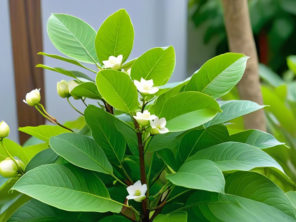  A photorealistic image of a vibrant, lush monk fruit plant in full bloom, showcasing its intricate leaves, delicate white flowers, and the distinctive round green fruits. The background features a serene garden setting with soft natural lighting, emphasizing the purity and natural beauty of the monk fruit plant. hyperrealistic, full body, detailed clothing, highly detailed, cinematic lighting, stunningly beautiful, intricate, sharp focus, f/1. 8, 85mm, (centered image composition), (professionally color graded), ((bright soft diffused light)), volumetric fog, trending on instagram, trending on tumblr, HDR 4K, 8K