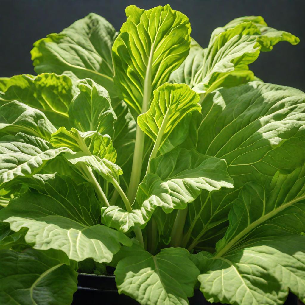  A SINGLE HUGE VERY WRINKLED GREEN RHUBARB IN A POT. INTENSE SUNLIGHT SHINING THROUGH THE LEAVES. SPRING., realistic, portrait, art by donato giancola and greg rutkowski, realistic face, digital art, trending on artstation hyperrealistic, full body, detailed clothing, highly detailed, cinematic lighting, stunningly beautiful, intricate, sharp focus, f/1. 8, 85mm, (centered image composition), (professionally color graded), ((bright soft diffused light)), volumetric fog, trending on instagram, trending on tumblr, HDR 4K, 8K