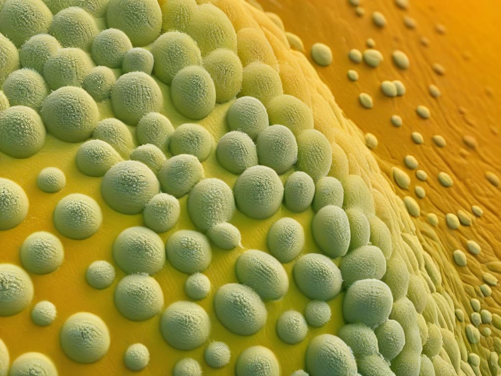  A closeup, ultradetailed image of yeast cells undergoing fermentation process, showcasing the intricate network of bubbles forming within a dough mixture. The bubbles are various sizes, capturing the dynamic and transformative nature of yeast activity in baking. The colors are muted, focusing on shades of beige and light brown, with a soft, diffused lighting that highlights the texture and structure of the dough. hyperrealistic, full body, detailed clothing, highly detailed, cinematic lighting, stunningly beautiful, intricate, sharp focus, f/1. 8, 85mm, (centered image composition), (professionally color graded), ((bright soft diffused light)), volumetric fog, trending on instagram, trending on tumblr, HDR 4K, 8K