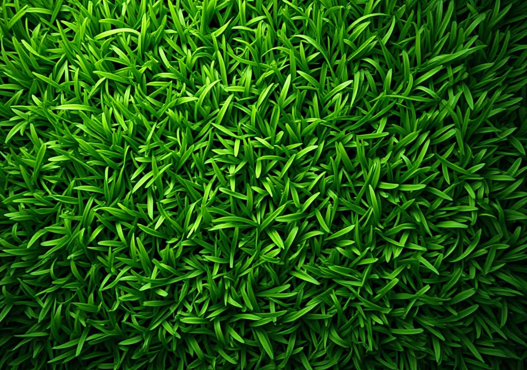  green grass texture for background. green lawn pattern and texture background. close up.