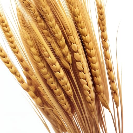  wheat ears on a white background