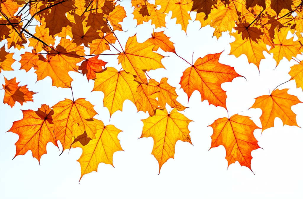  autumn leaves on a light background in flight ar 3:2 {prompt}, maximum details