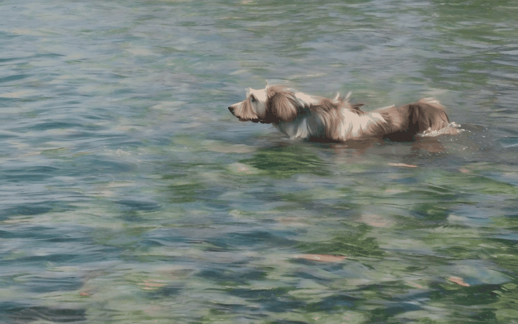 a dog is swimming